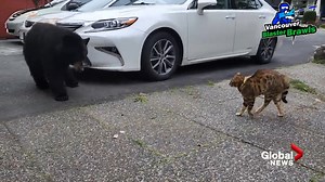 42K views · 819 reactions | ICYMI: Tigger the cat's owners are rarely fazed by his behaviour, but even they weren't prepared for him to take on something as big as a bear. Read more: https://globalnews.ca/news/8948346/tigger-come-back-house-cat-chasing-large-black-bear/ | Global BC | Facebook