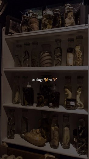 young4STEM on Instagram: "ZOOLOGY 🐿️ Zoology, a branch of biology, focuses on the study of animals, including their anatomy, behavior, genetics, and ecology🍃 It examines the roles animals play in ecosystems and contributes to biodiversity and conservation efforts. By studying both living and extinct species, zoology helps us understand evolution and supports the preservation of endangered species🫎 💡Check out the blog page for a new blog called: Zoology: Is it the Study of Zoos? #zoology #ani