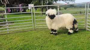 HIGHLAND HEATHER (lot 53) Live online sale. Her Sire is Eric. Overall Champion at blacknose beauties & maximum points. All our sheep have been tested mv free & quarantined if any breeders from NI Purchase. We can deliver as far as Carlisle & arrange transport after that. Good luck everyone & click link and register . https://handh.auctionmarts.com/Lot/ZjMzZmJlZTAtZjYzZC00OTZlLThiOTAtODkyMDkwYjUwMjQ4 | Valais Blacknose Sheep Scotland