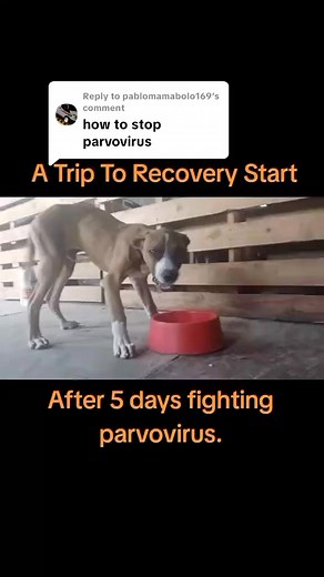 29K views · 506 reactions | All we do is winning against parvovirus. #winner #survivor #parvovirus #dogs #puppylove | Puma's Kennels 18yrs | Facebook