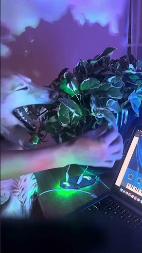 Lexi Gerdts turns a plant into an interactive musical instrument using the Biotron MIDI controller