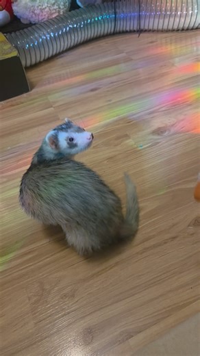 Fuffy Ferrets on Instagram: "Everyone was using little Grabby Hands today! ✨️✨️💖🍡💖🍪🥔💖🌶🍗 . . Exclusive Videos on our Patreon! 💖 Ferret Sleep & Macaroni Cam on Tvvitch 11pm-11am . #Ferrets #nuggettheferret #vvaffles #cheepgoyeet #mochitheferret"