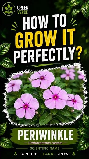 Grow Periwinkle Like a Pro! 🌿 #shorts