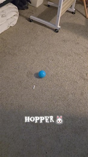 Hopper books 📚 Hopper’s Halloween 🎃: https://a.co/d/67mtY9W #ReadWithKids #booktok #hopperbooks #childrensbooks #BunnyBooks