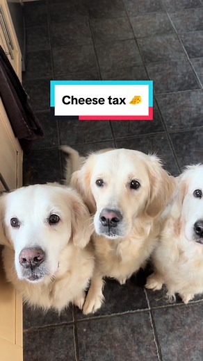 Golden Retriever Cheese Tax Fun