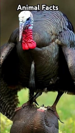 why do pigs eat humans Credit--Factmine