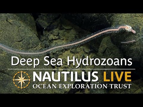 Deep-Sea Hydrozoans of the Burke Vent Field | Nautilus Live