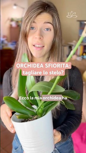 Should you cut the stem of an orchid? #orchids #plants #shorts