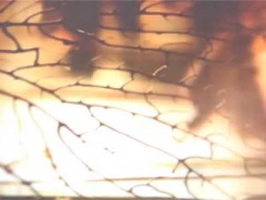 the spiderwick chronicles trailer