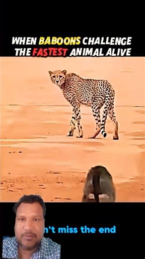The Hunt That Went Wrong: Cheetah vs. Baboon! 🐆🐒#animallife
