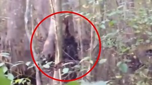‘Bigfoot’ video leaving everyone stunned