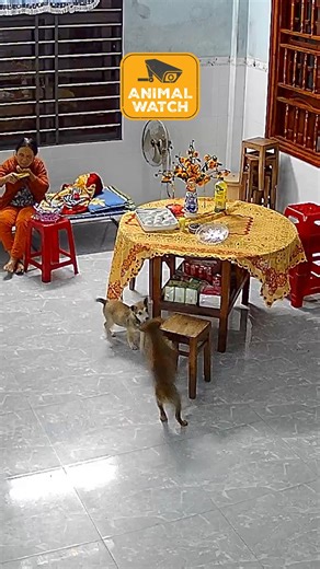 59K views · 610 reactions | Who's more chaotic? Cats or Dogs?!?! #Cats #Dogs #Funny #CatsVsDog | The Pet Collective | Facebook