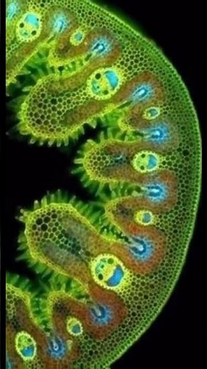 Grass Cells Under A Microscope