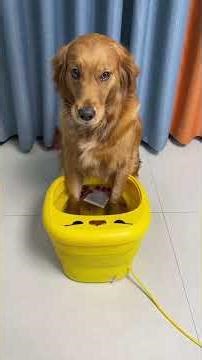 The dog has lived a full life 😆