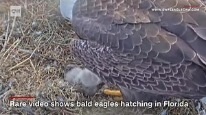 91K views · 2.9K reactions | Video shows a bald eagle hatching in Florida and taking in its surroundings for the first time. More: https://cnn.it/346gIZp | CNN | Facebook