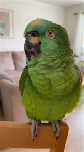 PARROT CALLS THE OWNER’S MOM