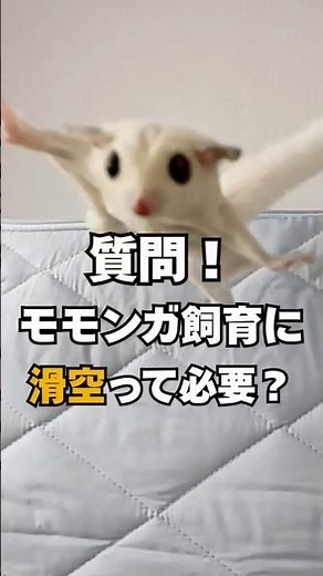 [Question] Is it necessary to make the flying squirrel glide?