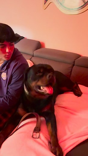 #singing #rottweiler #rottweiler #rottweilerlife | Billy Roberson