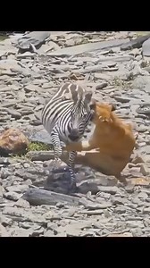 130K views · 601 reactions | The cry of death #wildlife #science | Surya | Facebook