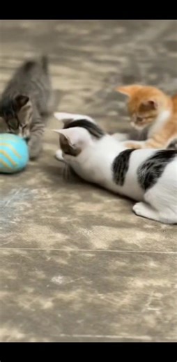 play time 😍😍😍😍 | Meow Moments
