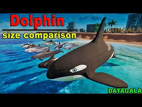 Dolphin Size Comparison🦈🐬 Which Dolphin is the biggest?
