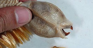 'Alien' creature stuns Internet when they realize what it really is