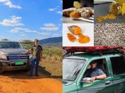 Curcuma ou Cumin - Quelles sont les différences entre les deux épices ? Comptoir des épices