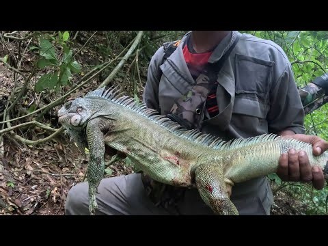 Hunting Massive Iguana's in Trinidad.