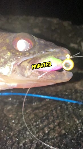 Walleye Fishing Success with H8 Bait This Year