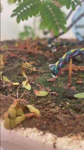 DIY Plastic Bottle Drip Irrigation - Simple Hacks for Thriving Plants! #dripirrigationsystem