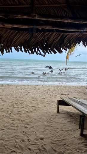 🌧 🌞 HOPKINS WEATHER FORECAST🌧 🌞 . As predicted by the National Meteorological Service of Belize | Hopkins Village