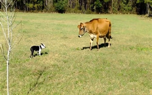 37K views · 175 reactions | “Dog wants to play, cow says… maybe?”  This cheerful pup is doing everything to win a cow’s heart — running, jumping, even playing hide-and-seek on the field! 﫣 The unlikely friendship will melt your heart. See the adorable moment in the comments below  | Amazing Stories | Facebook