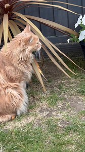 Zeus wants the dog! | The Magnificats