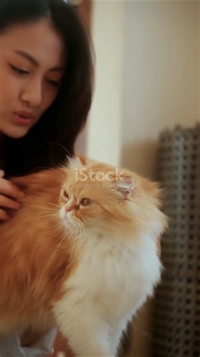 What Does It Mean When Cats WRAP Their Tail Around Their Body?