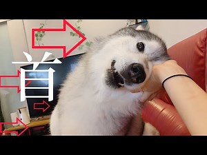 帰宅した姉に甘えるフリをしてナチュラルに場所を奪うシベリアンハスキー