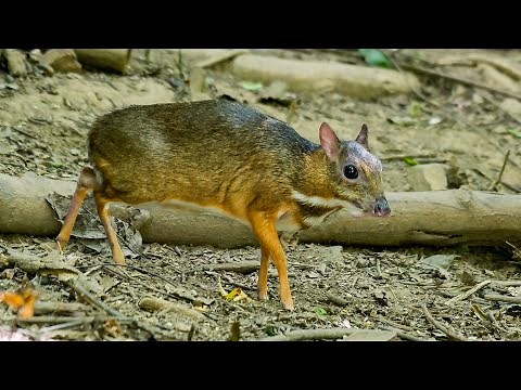 Mouse Deer: Smallest Hoofed Mammal!