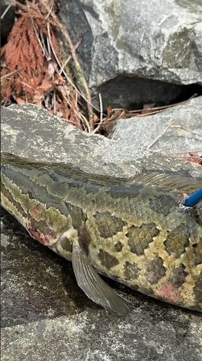 Bowfishing For INVASIVE Snakehead | Epic Day on the Water!