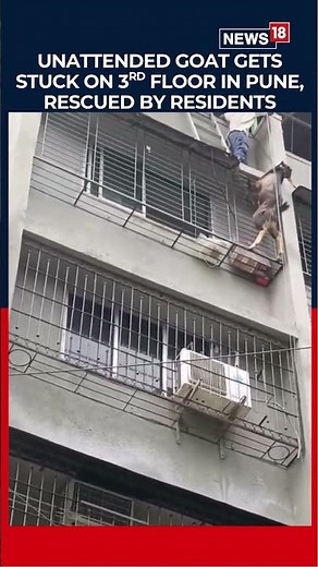 Shocking | Goat Stuck on High-Rise Balcony in Pune, Locals Pull Off Rescue Operation | N18S