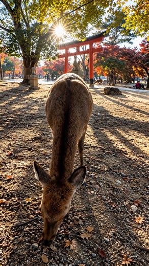 What you see during a peaceful day in Japan