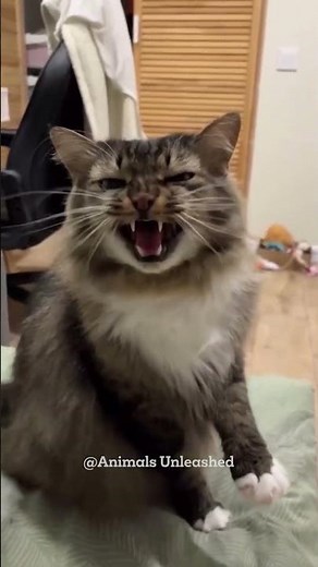 Cats When You Open a Door 😹🚪