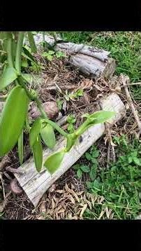 Aore Island Vanilla Farm – Inside Vanuatu’s Wild-Grown Vanilla Plantation