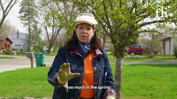 Tree Pruning 101: Essential Steps for DIYers