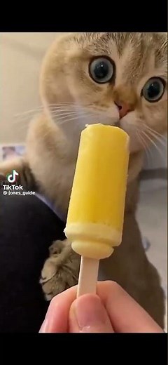 Gatti divertenti ( funny cat )