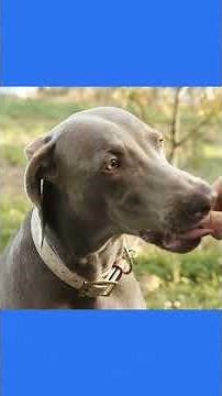 Dog Food Showdown: Dry vs Canned - What’s Best for Your Pup? #dog