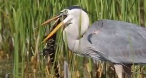 Watch This Great Blue Heron Chow Down on a Baby Alligator
