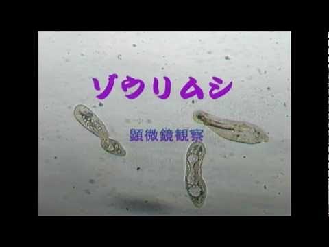 ゾウリムシの顕微鏡観察