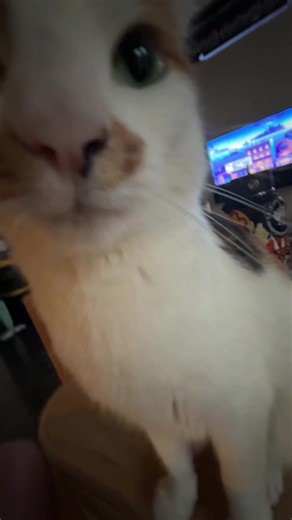 POV you’re cage diving in the Great Barrier Reef and a shark approaches