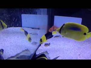 Paul talbot talking about keeping bicolour angel fish