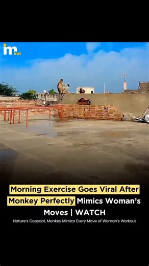 Mostly IND on Instagram: "A woman's routine morning workout took an unexpectedly hilarious turn when a monkey nearby began copying her movements with surprising accuracy. As she stretched, bent, and switched exercises, the playful monkey mirrored each move, leaving her visibly amused and stunned by the perfect imitation. What started as a simple fitness session soon turned into a light-hearted exchange between human and animal, capturing a rare moment of spontaneous fun. The monkey's expressions