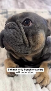 59K views · 1.3K reactions | 6 things only frenchie owners will understand  | French Bulldog World | Facebook